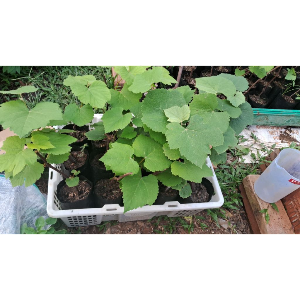 Bibit Rootstock Lokal (Issabela, Red Master,)