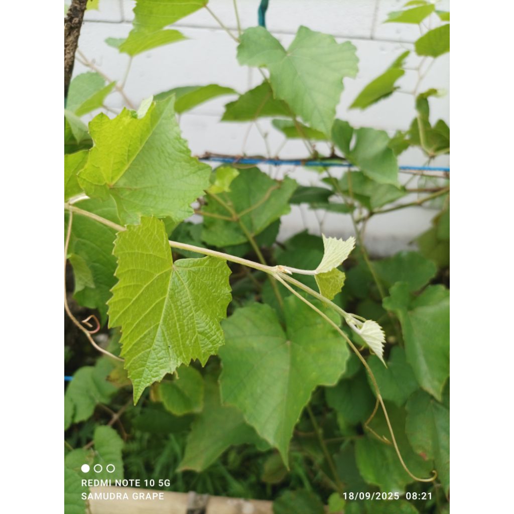 Bibit Rootstock import