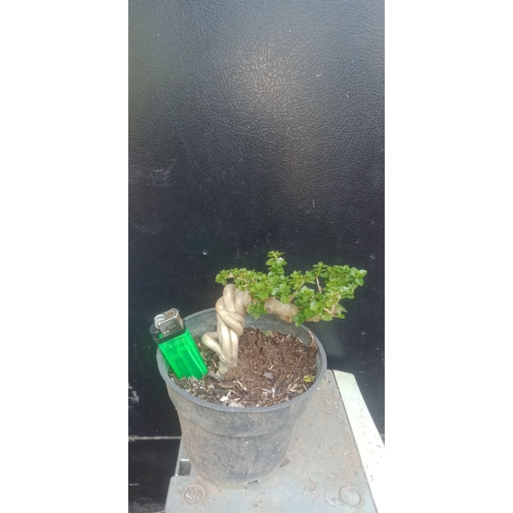bonsai sancang siap pajang