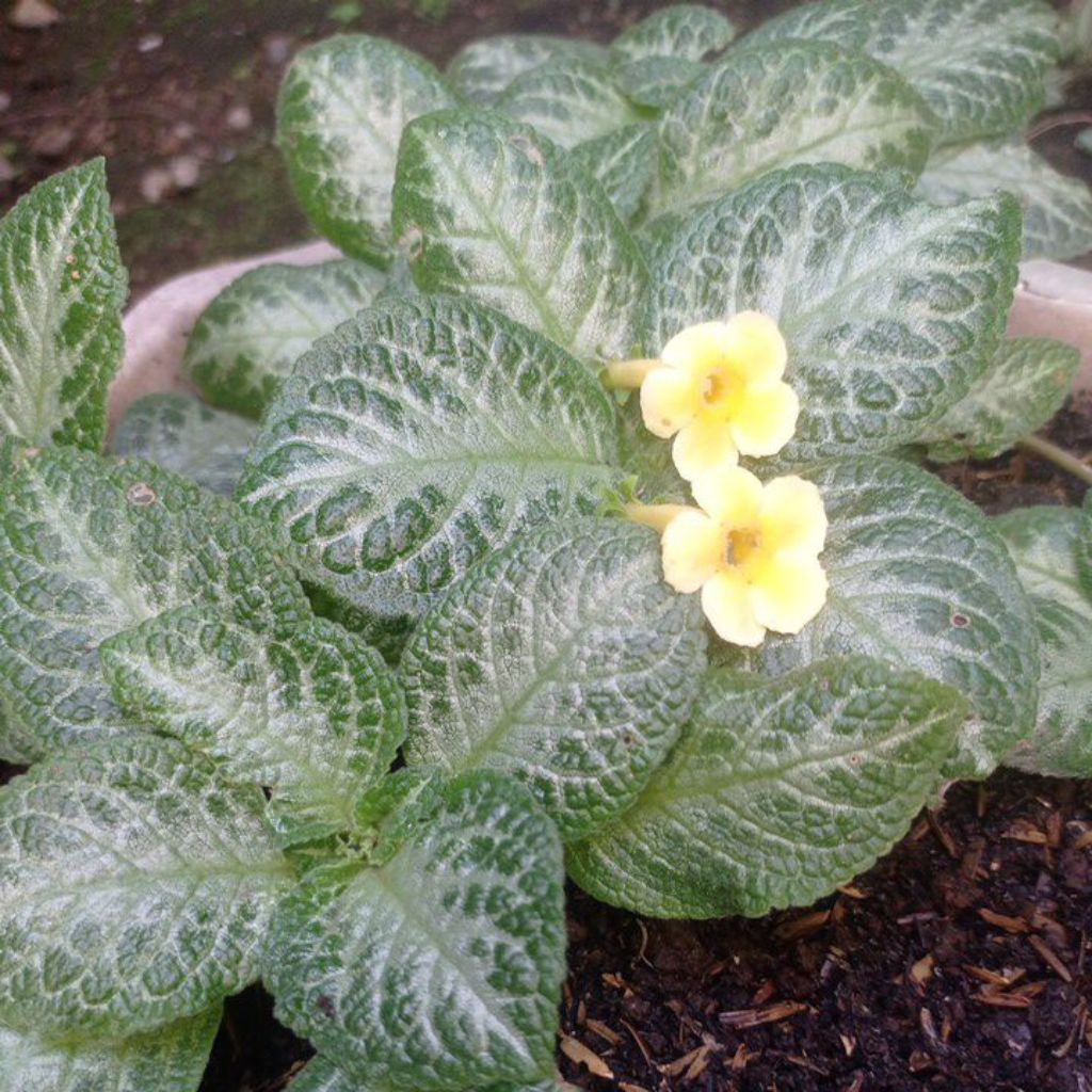 Episcia Import My Precious bunga kuning