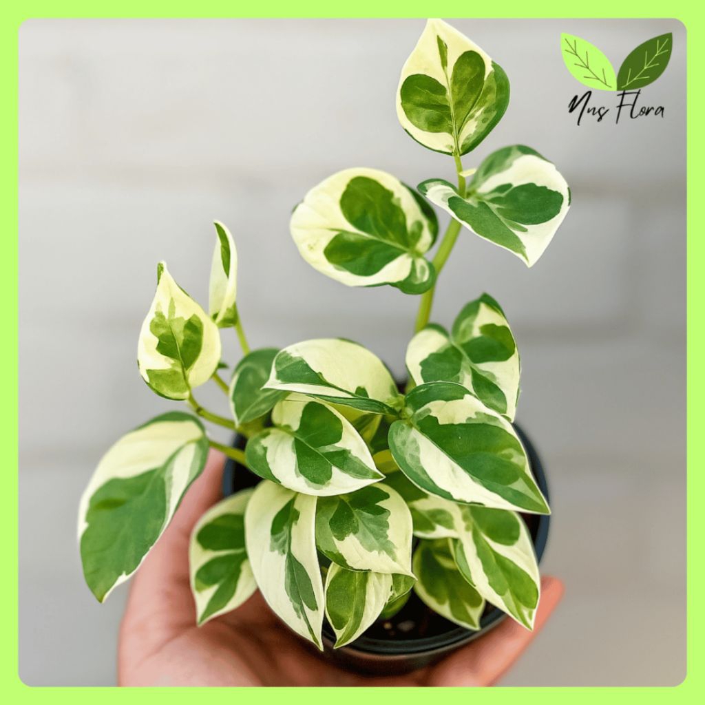 Sirih Gading Enjoy Tanaman Hias Indoor & Outdoor Hidroponik & Pot