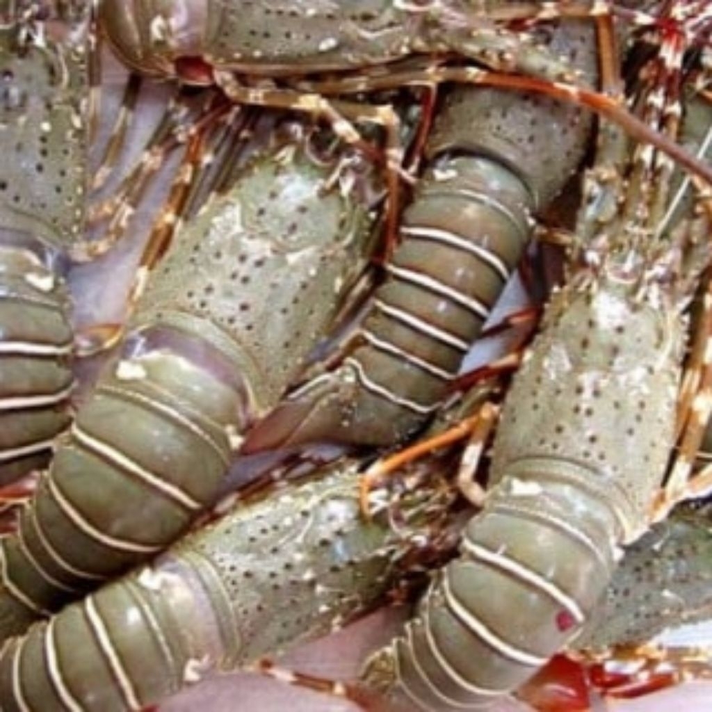 

LOBSTER LAUT FRESH| SEAFOOD DEPOK FRESH [order H-1]