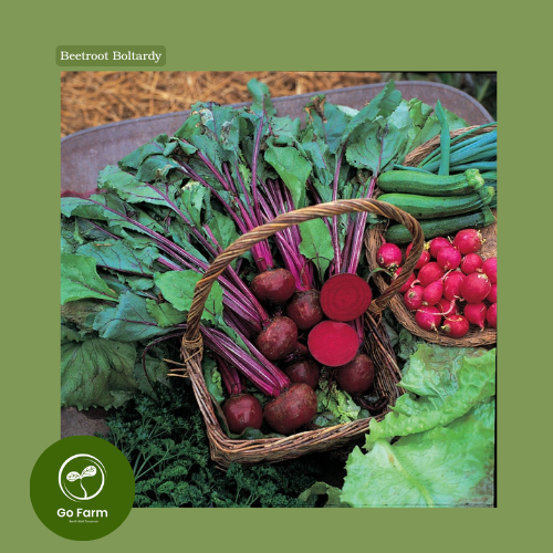 Benih Bibit Buah Bit Merah 25 biji