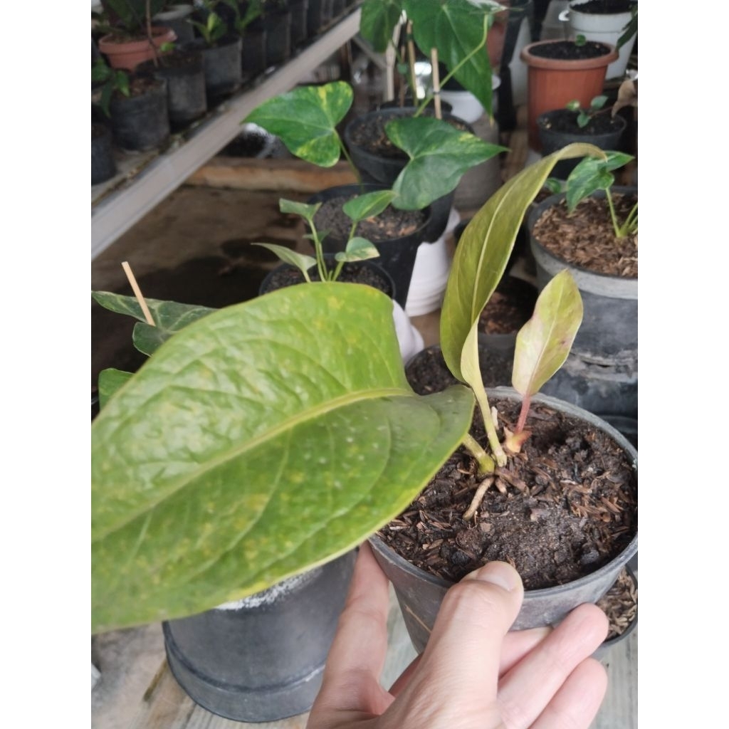 anthurium jemani Twister varigata koleksian