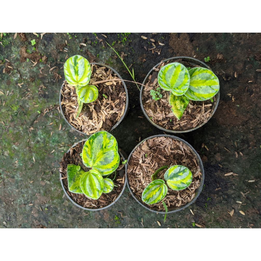 peperomia starfruit/belimbing variegata