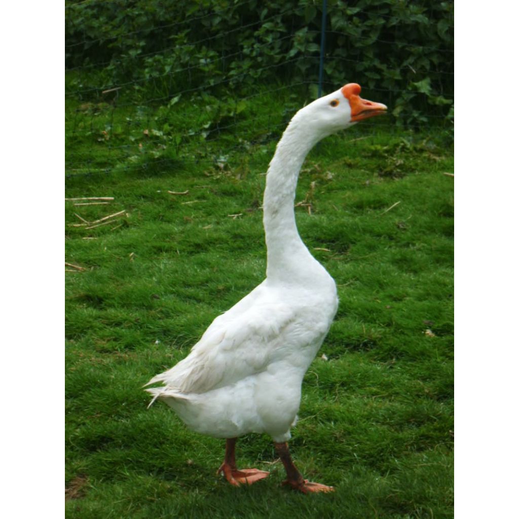 Telur angsa soang swan putih jumbo untuk di tetaskan