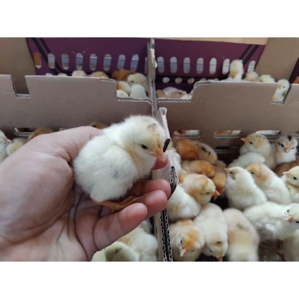 Free Ongkir Per Order DOC Ayam Elba 1 box isi 100 ekor