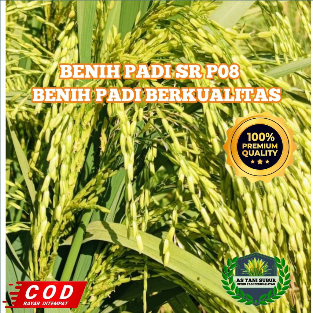 BENIH PADI SR P08 ULTRA GENJAH BERKUALITAS KEMASAN 5KG