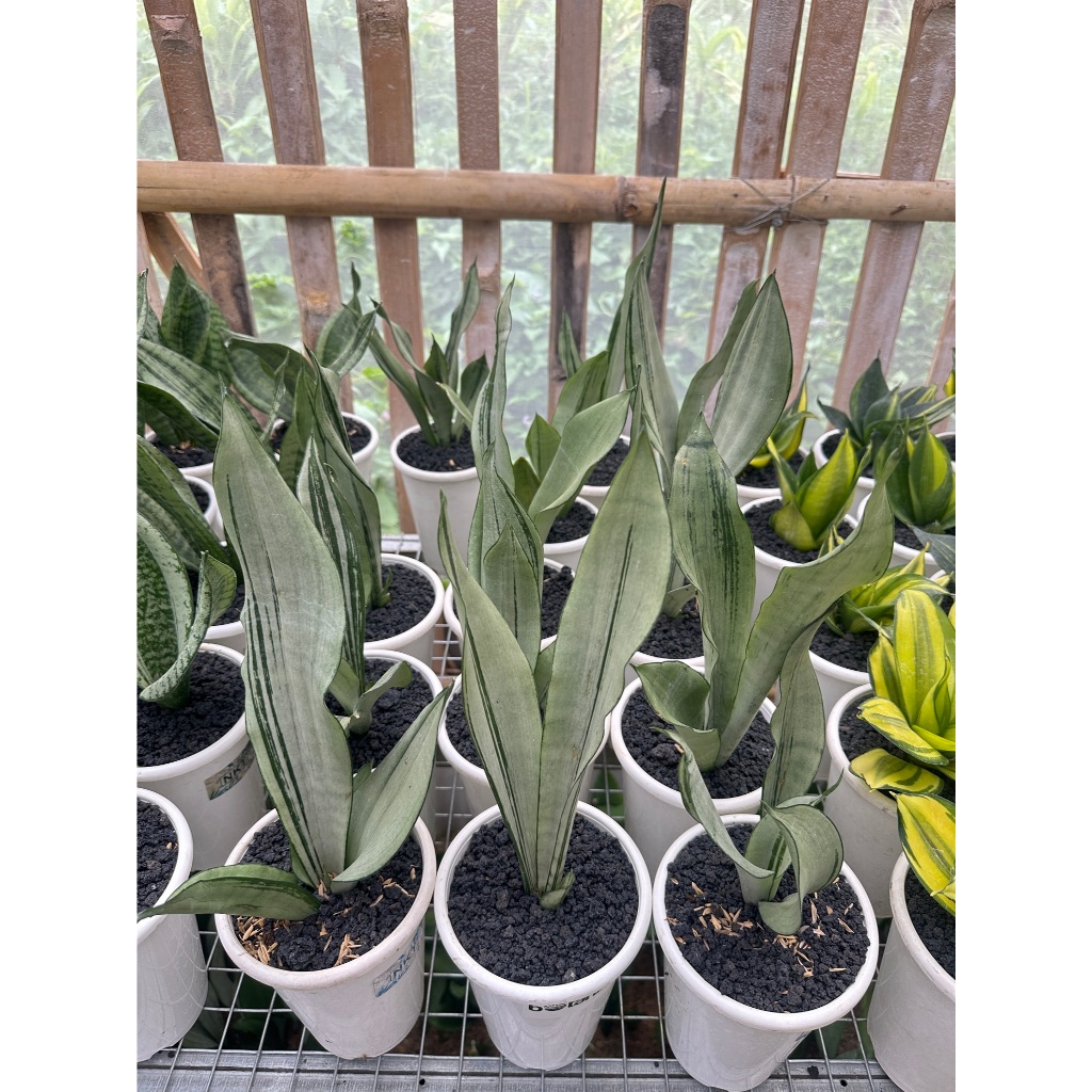 Tanaman Hias Sanseviera Moonshine Brazillian| Sanseviera| Lidah Mertua| Tanaman Penyerap Polutan