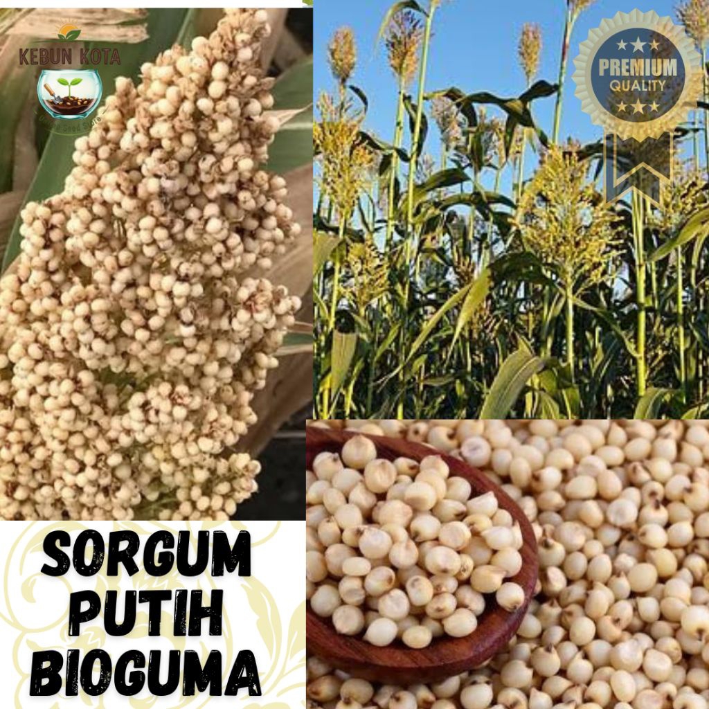KEBUN KOTA]-Bibit Benih Tumbuhan "SORGUM PUTIH BIOGUMA"