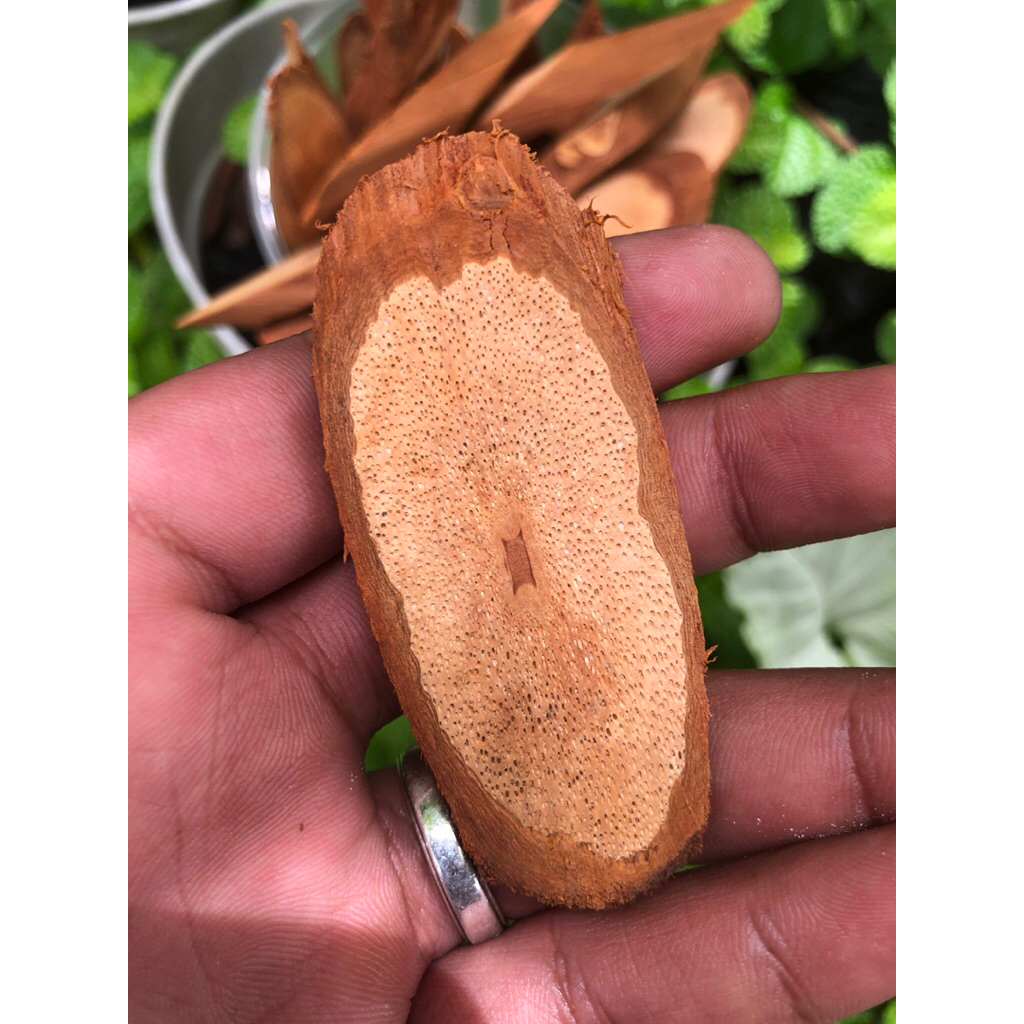 Tumbuhan akar Bajakah untuk obat | Bajakah tampala Merah super Asli Kalimantan