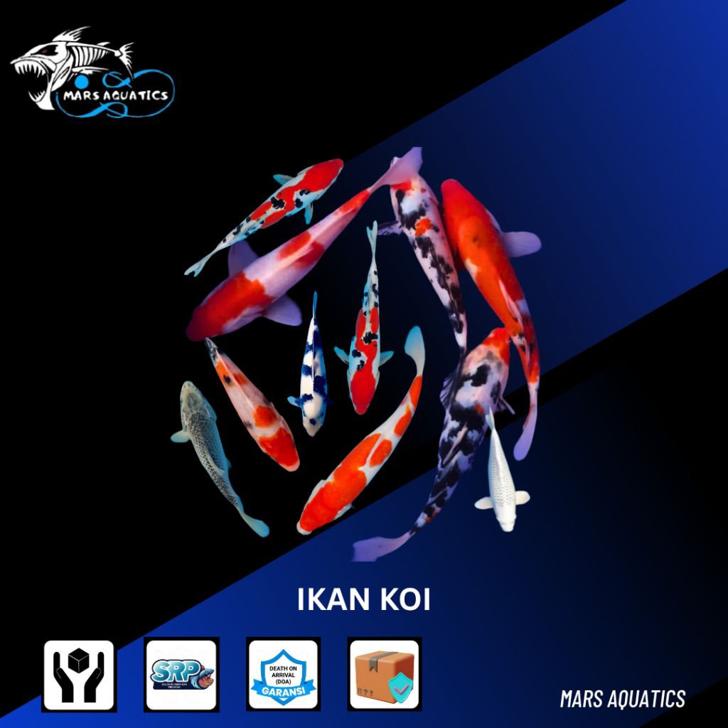 ikan hias bibit ikan koi paket 10ekor