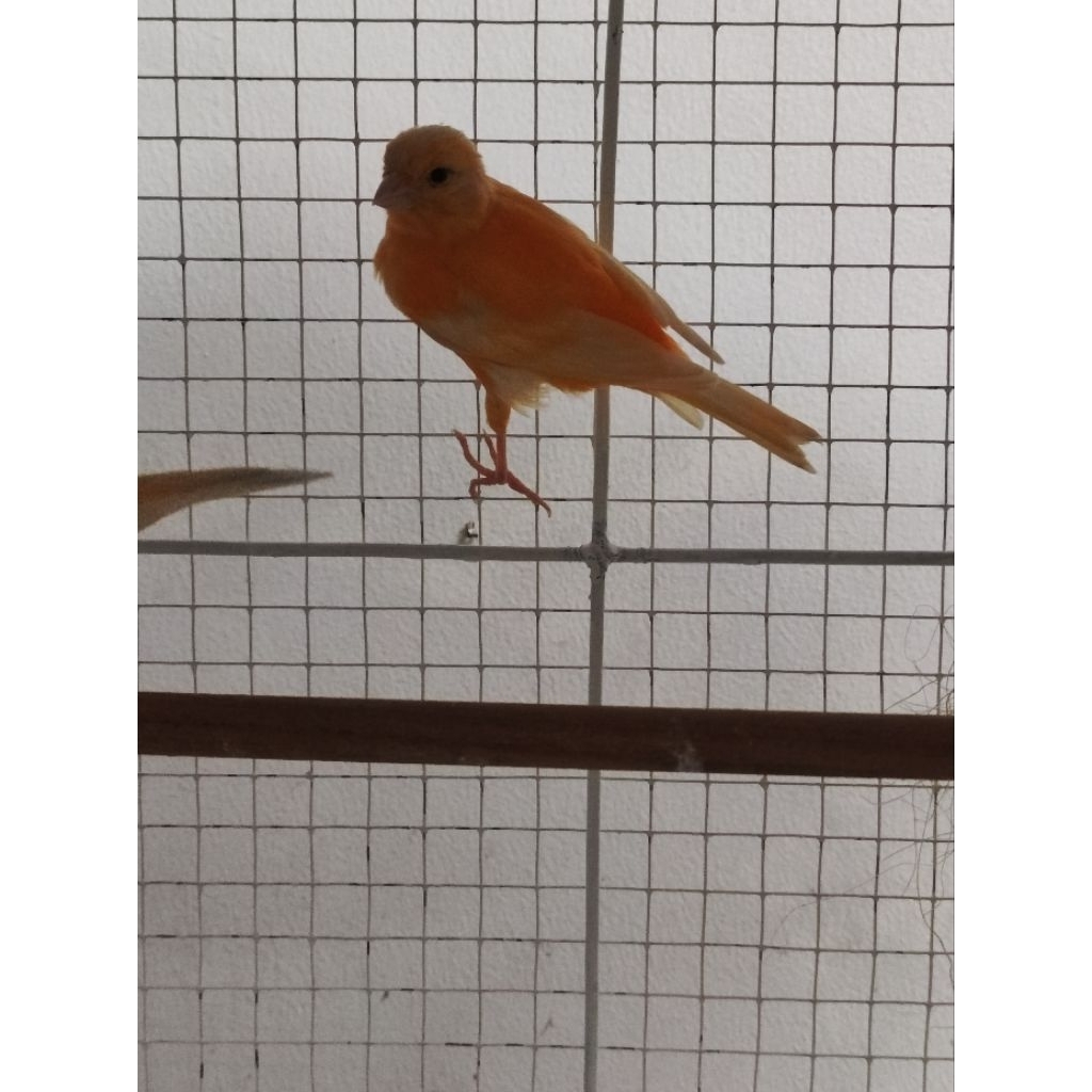 kenari betina siapan cerah