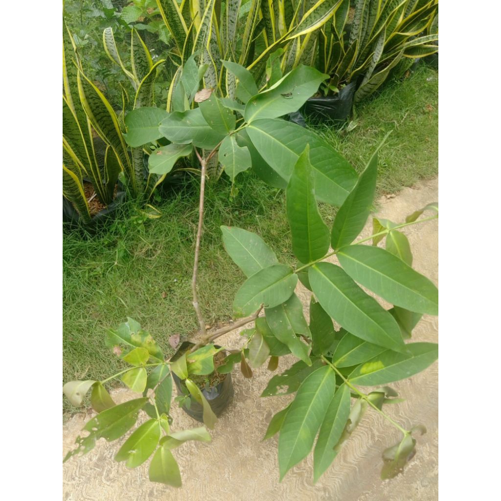 Bibit Buah Jambu Air Citra