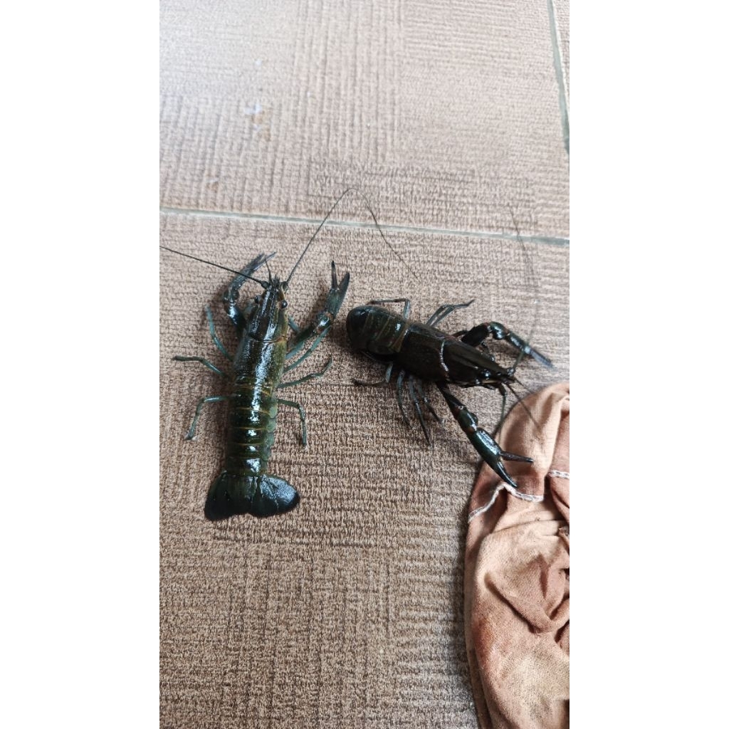 Lobster air tawar red claw 6 inch konsumsi