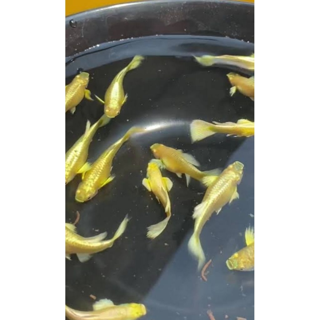 Full Gold Line Vietnam Satu Pasang Size Indukan Hiasan Aquarium |Ikan Hias Bozz Louhan|