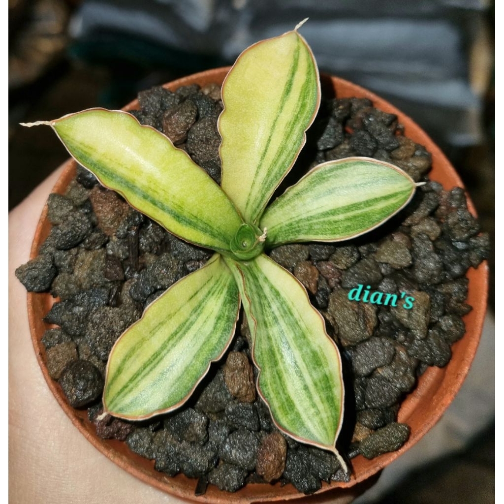 tanaman hias sansevieria patens variegata