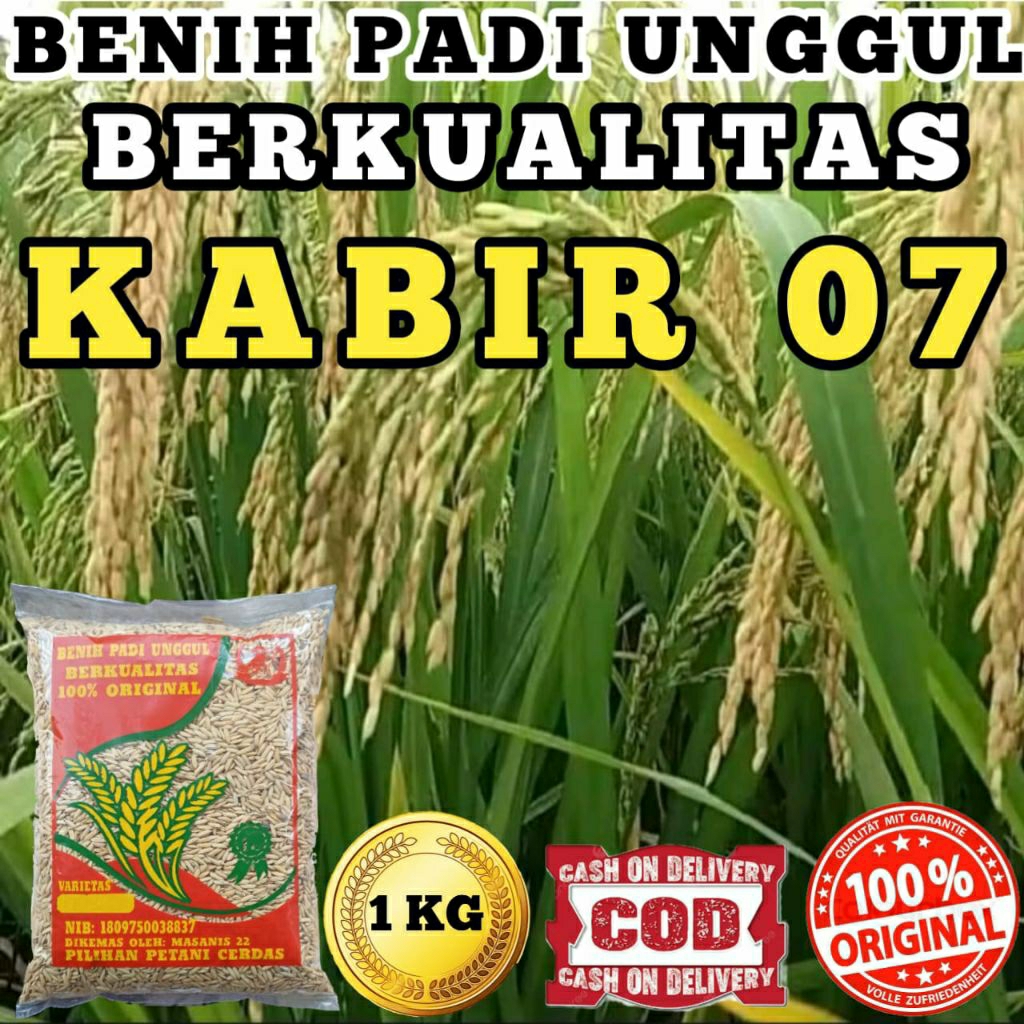 (1kg) BENIH BIBIT PADI KABIR 07 ORIGINAL100% SUPER BERKUALITAS