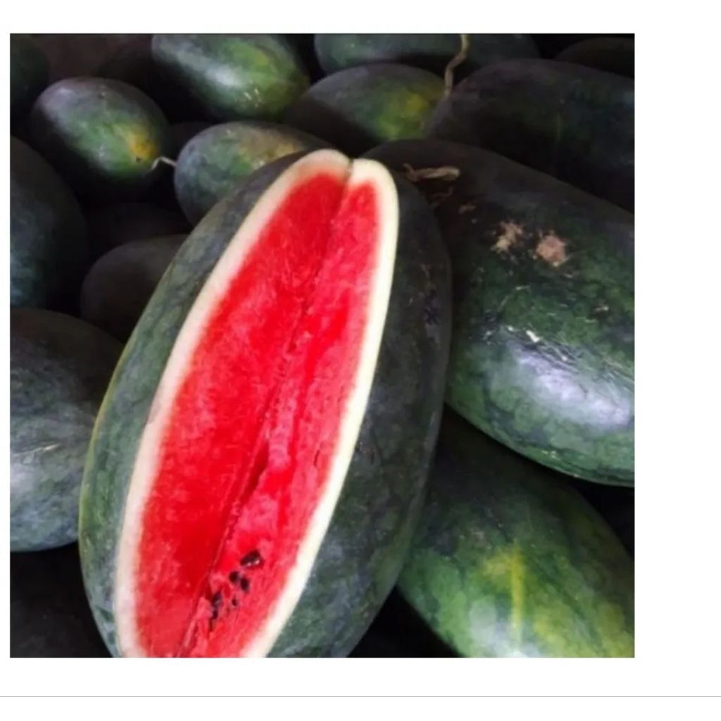 ( 15 BUTIR ) BENIH BIJI SEMANGKA INUL MARDY