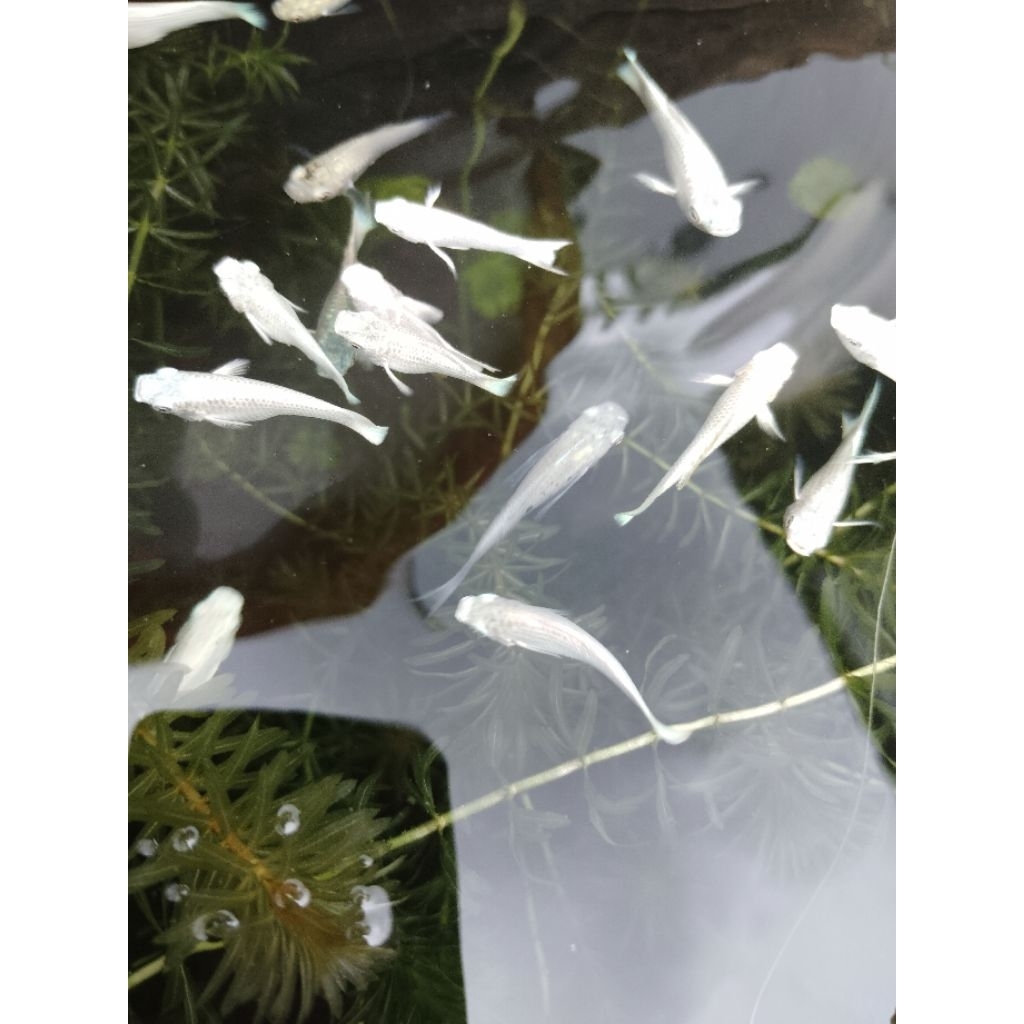 Paket 1 Ikan Hias Moly Campur Balon ekor Cawang 10 ekor