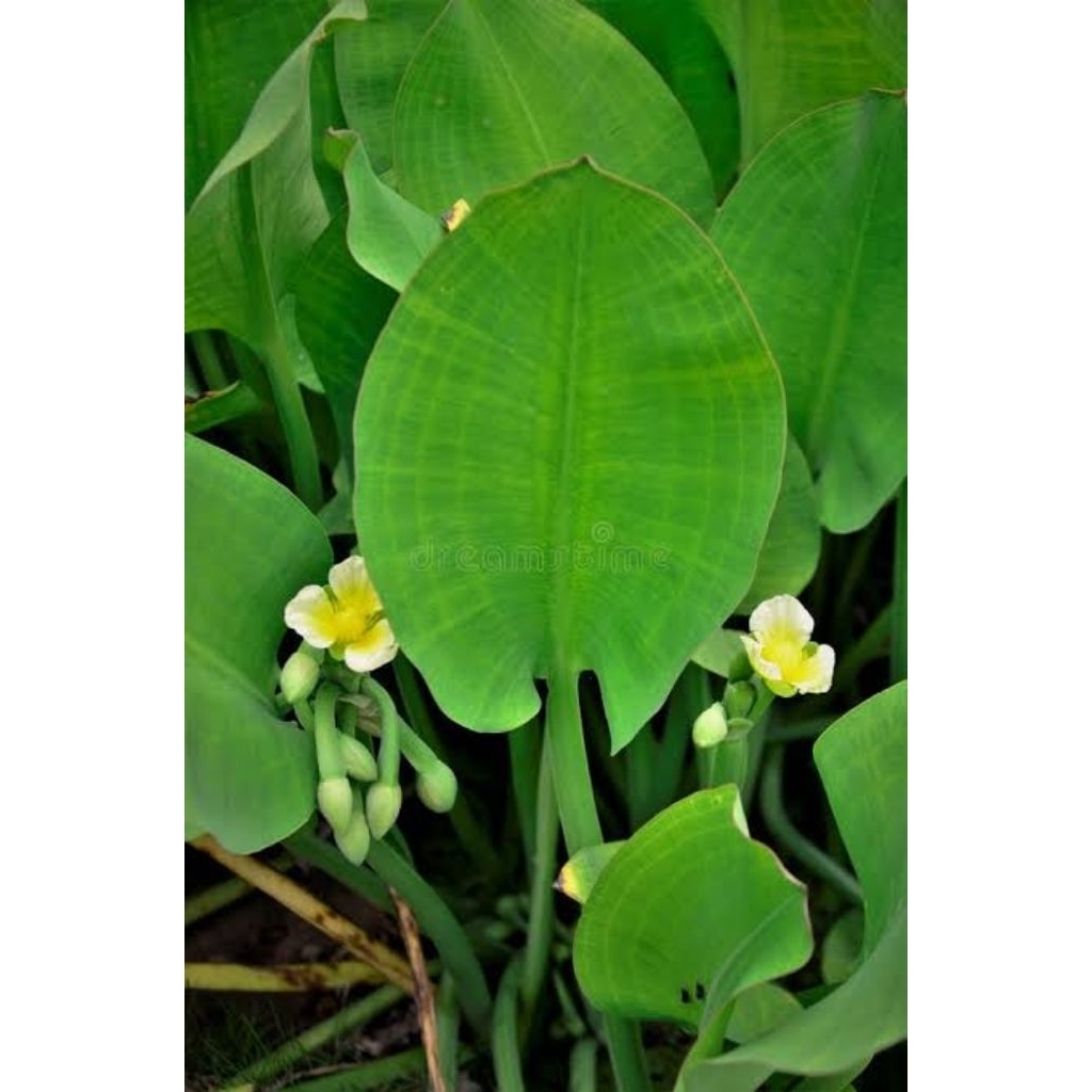 bibit benih sayur genjer sayur herbal sayur hijau genjer gendot