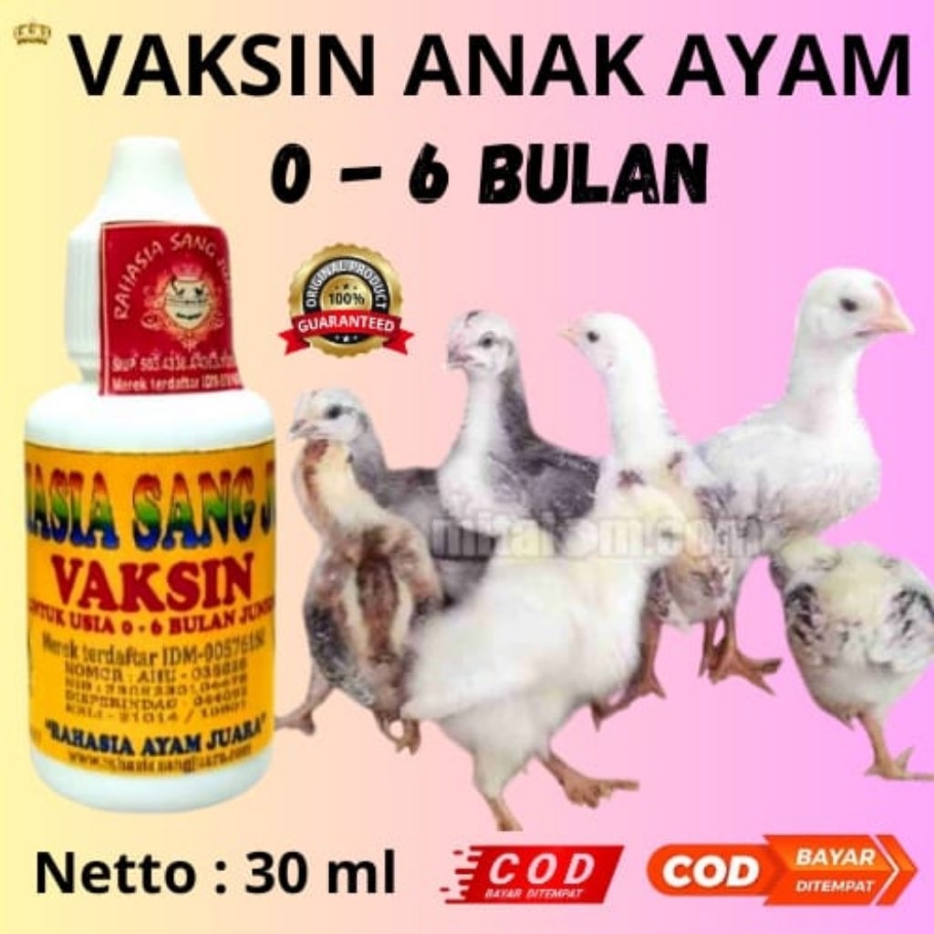 VAKSIN ANAK AYAM BANGKOK 1- 6 BULAN