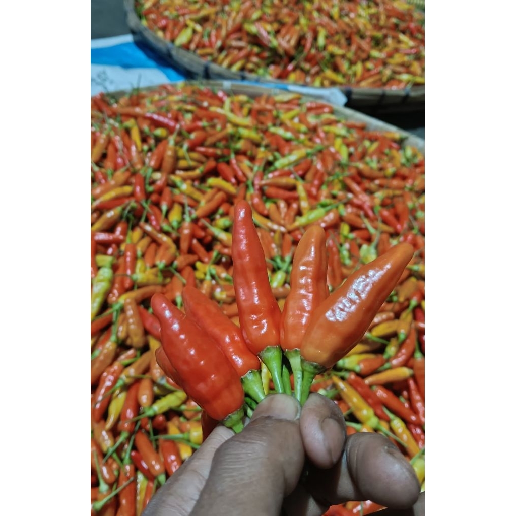 CRM - CABAI | Cabai Rawit Merah Ori 212 Fresh Siap Petik 500 gr 1 kg