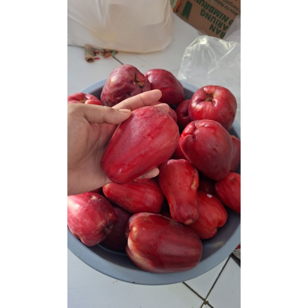 

BISA COD Jambu Jamaika 1kg
