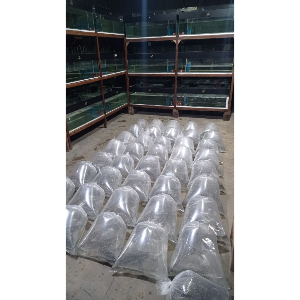 PLASTIK ARWANA SILVER RED 13-25cm