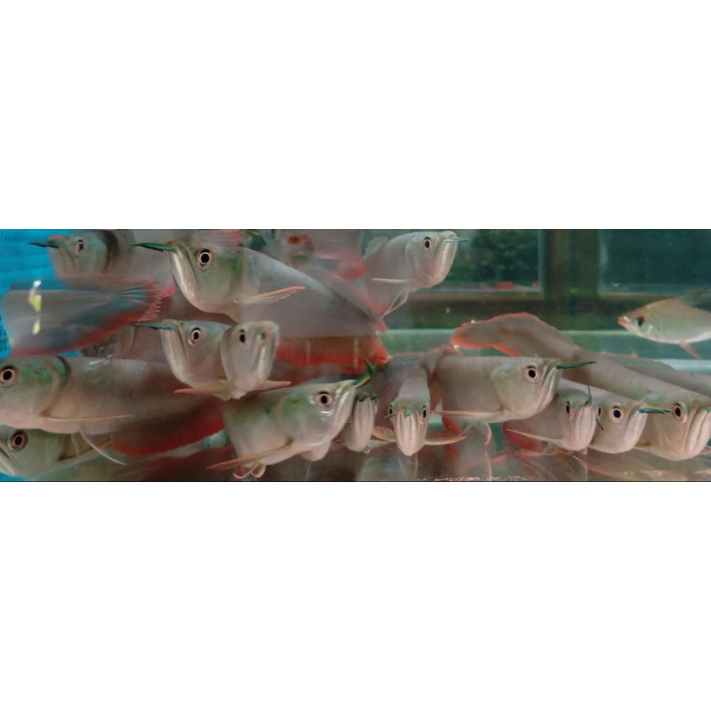 ARWANA SILVER RED 12-22 CM