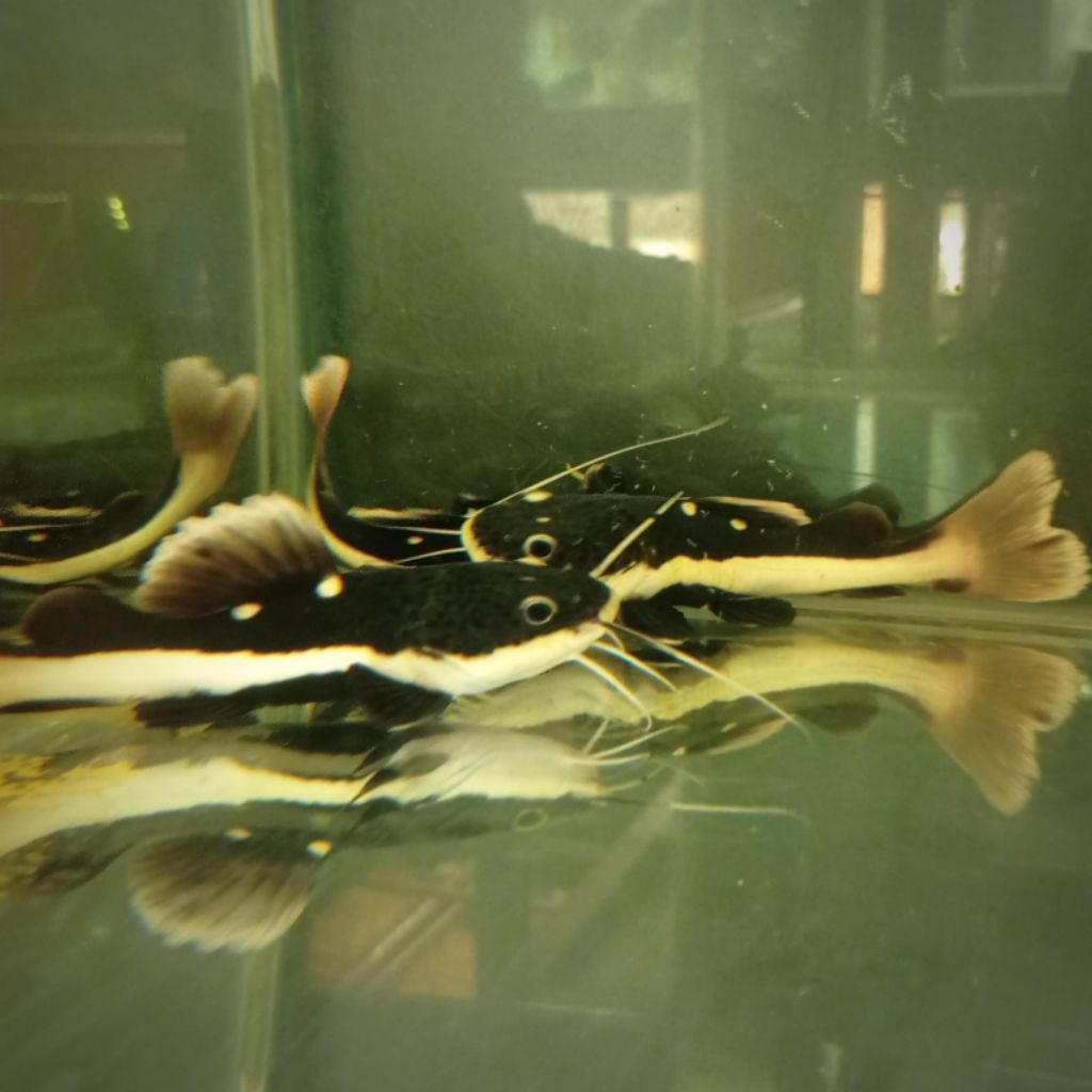 RTC RED TAIL CATFISH