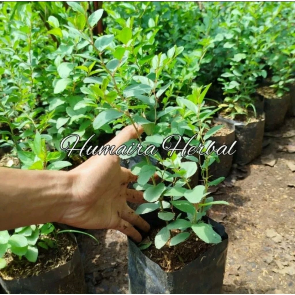 pohon bidara arab asli tanaman bidara