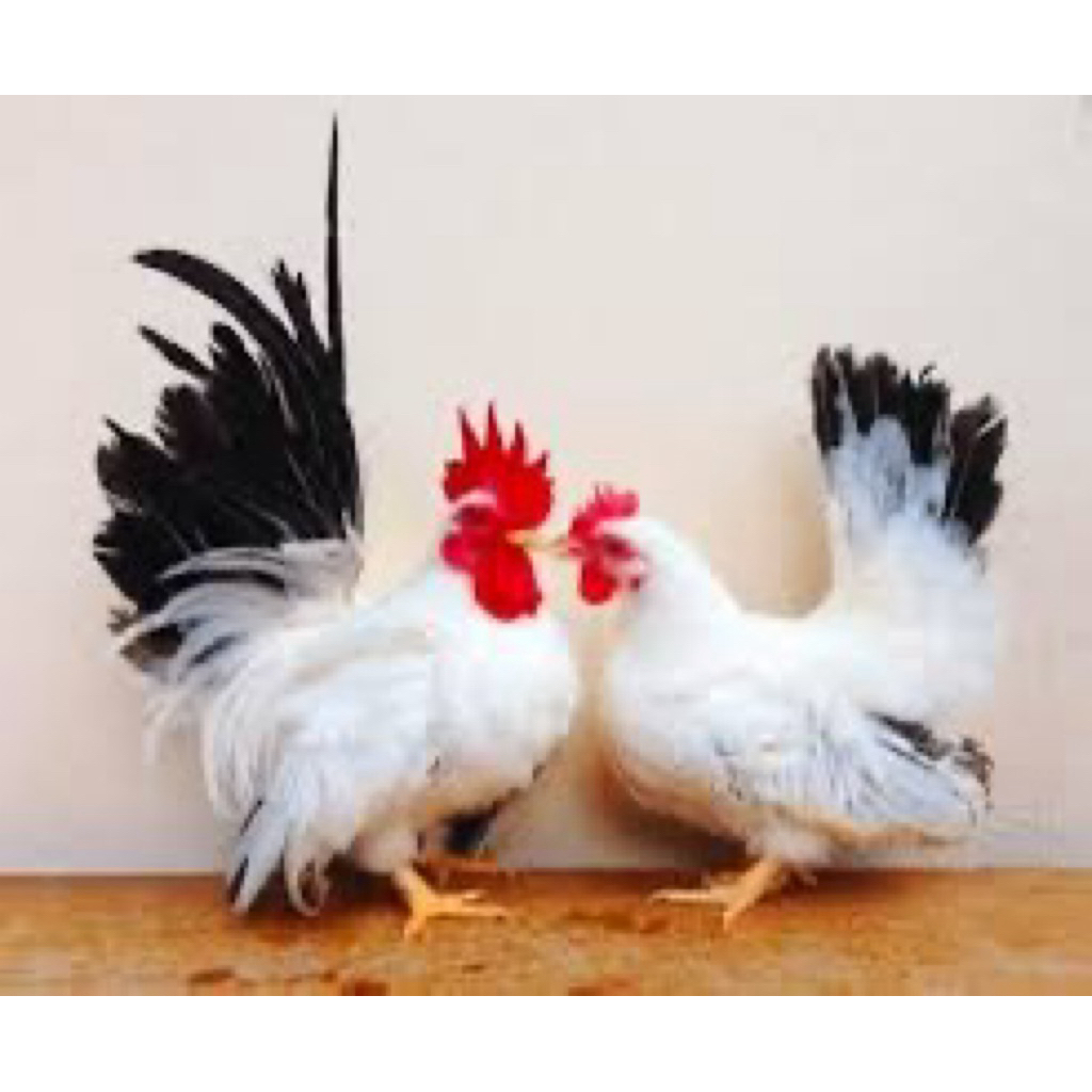 TELUR FERTIL AYAM KATE CELABO UNTUK DITETASKAN