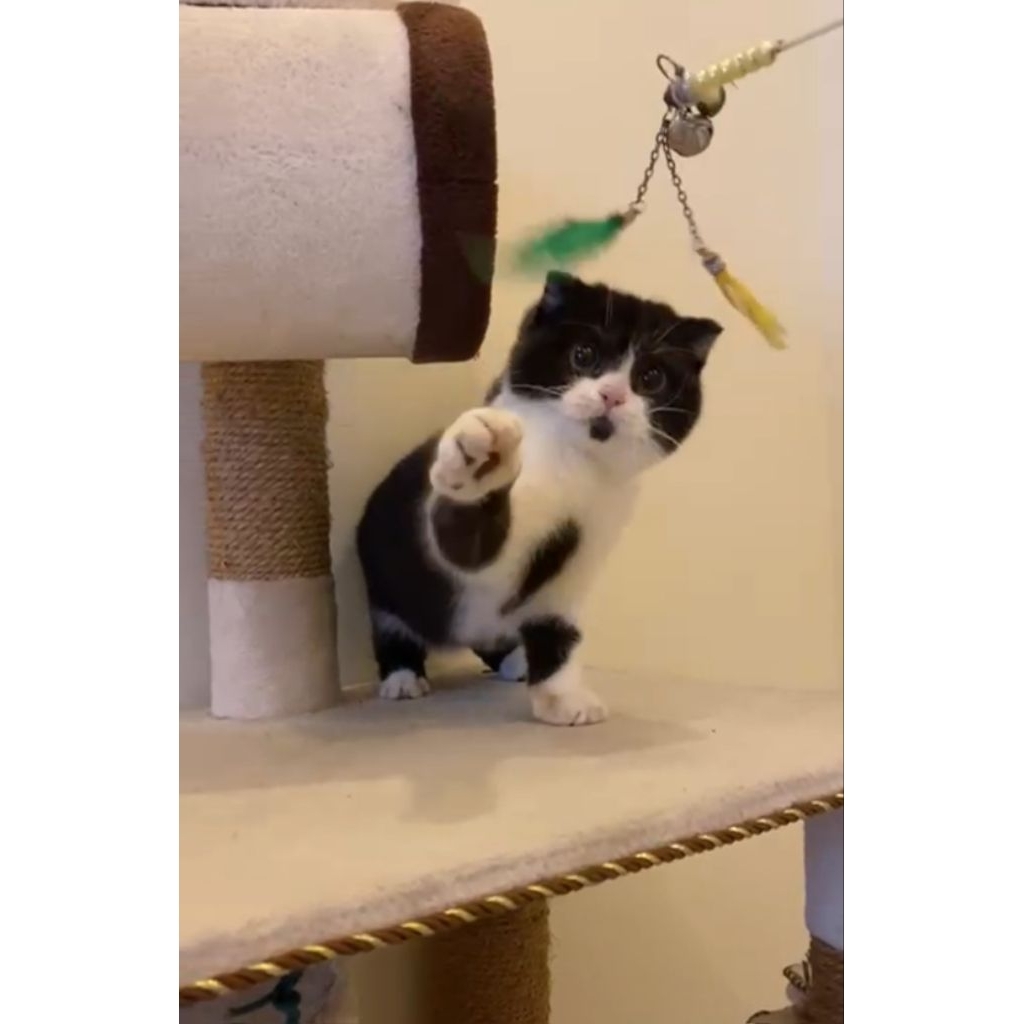 Scootish fold jantan