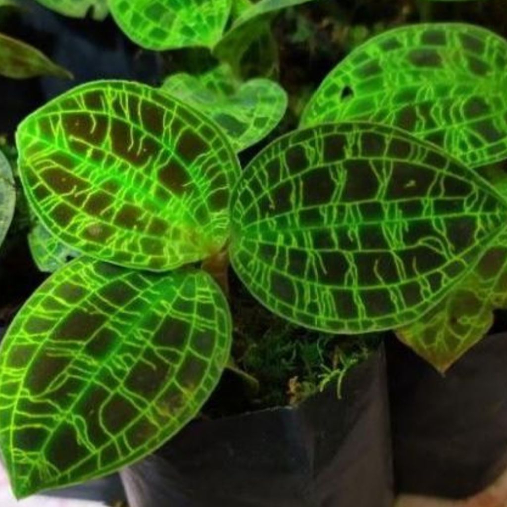 Tanaman hias JAWEL ORCHID ( macodes petola) JAWEL ORCHID