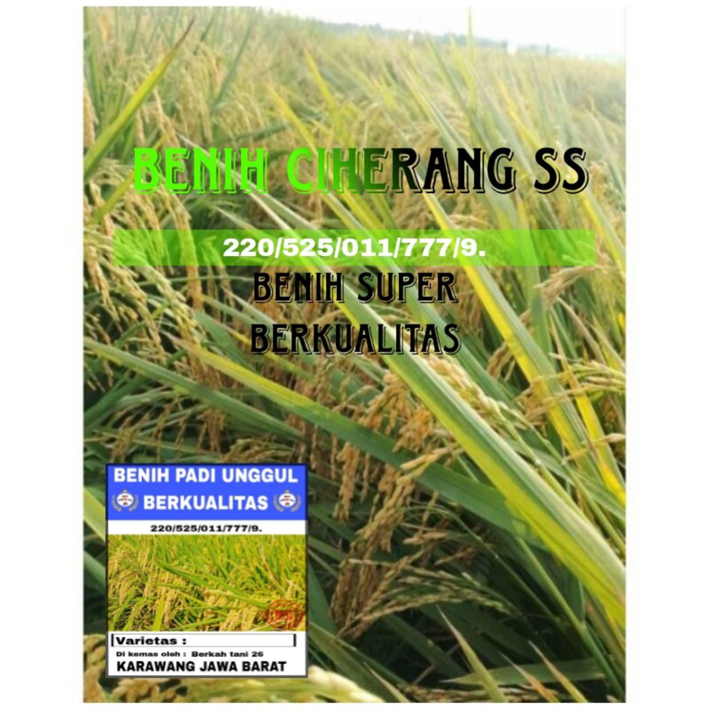 BIBIT BENIH PADI CIHERANG SS 1KG BERKUALITAS