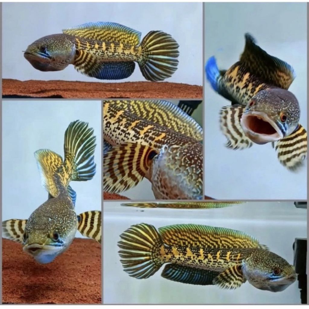 cana auranti 12=14cm