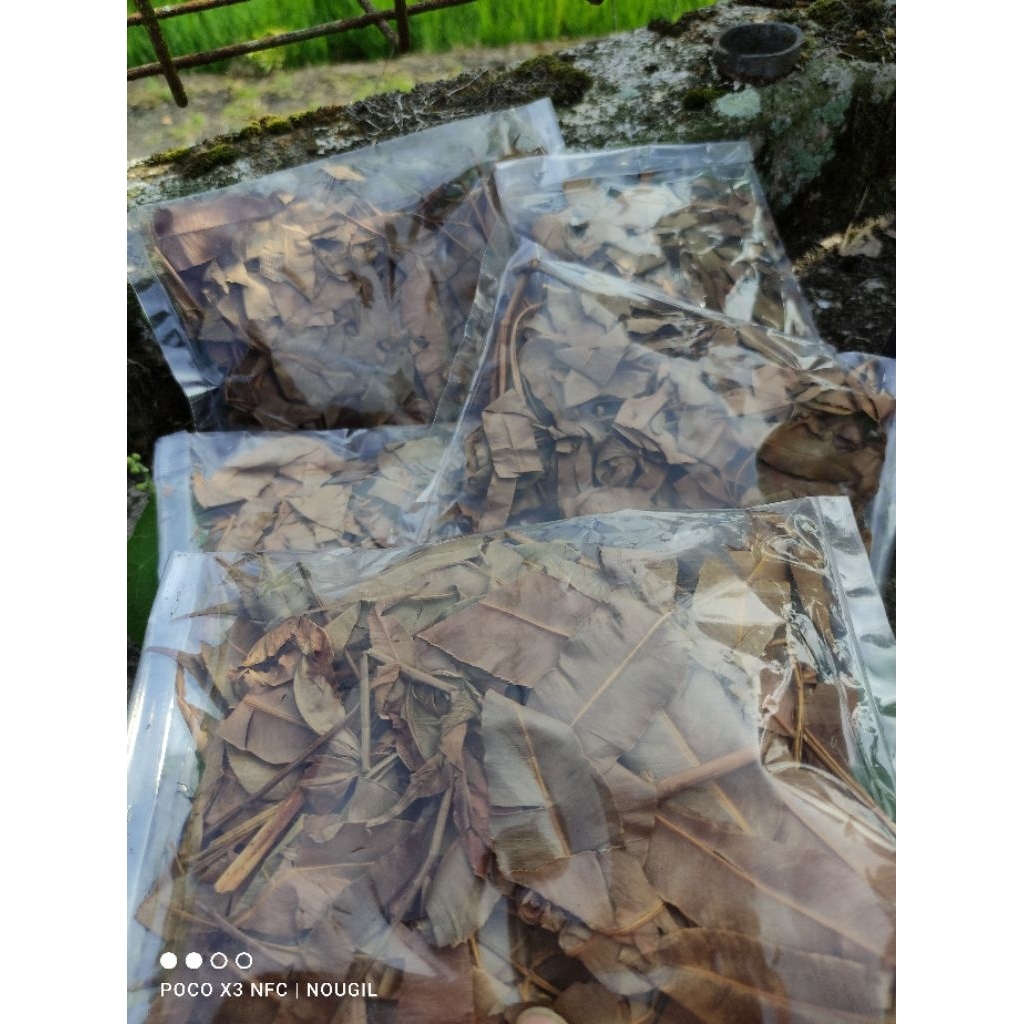 DAUN KELAKAI KERING KALIMANTAN | KELAKAI PROGRES TREATMEN BUNGA CHANNA