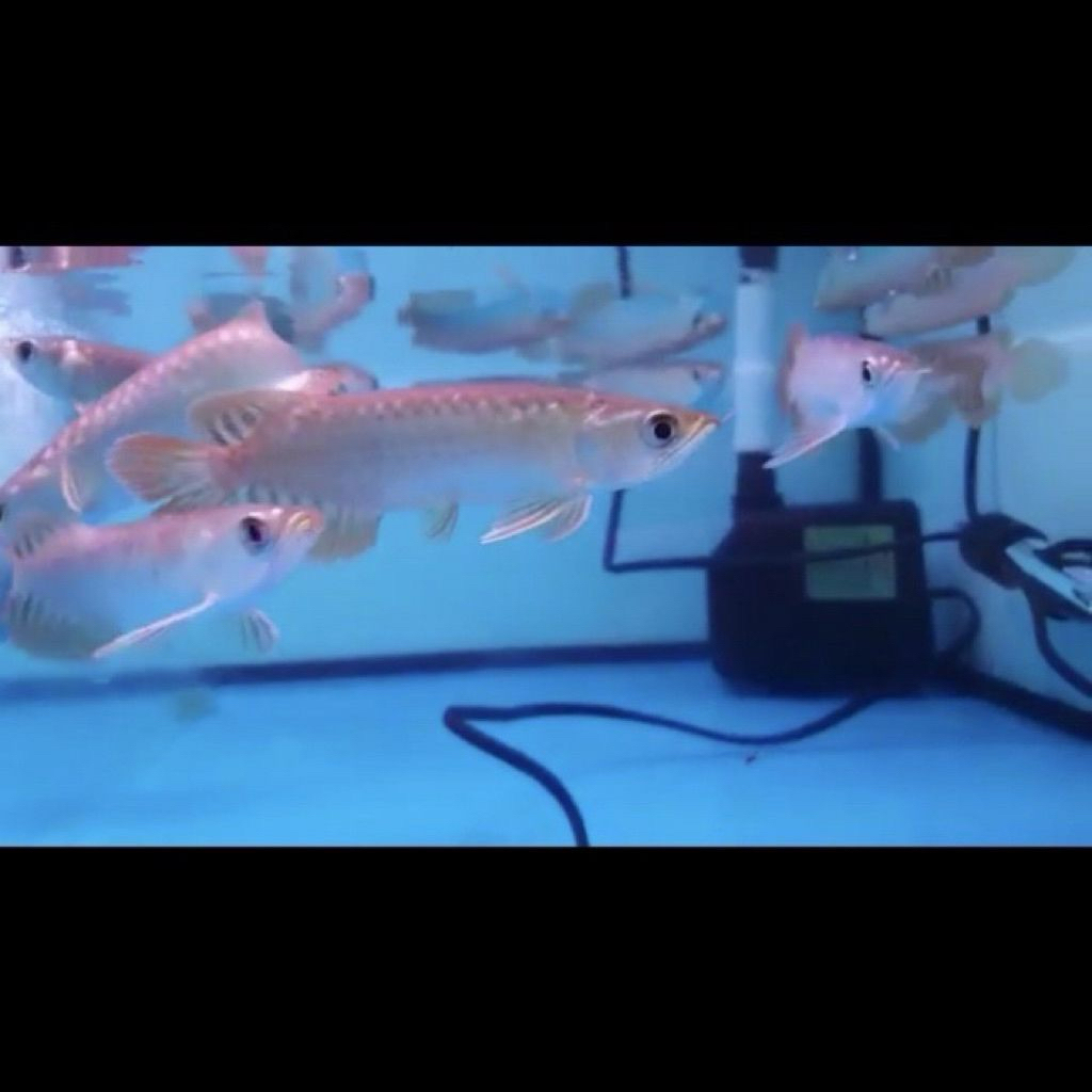 Arowana Banjar Red 12cm