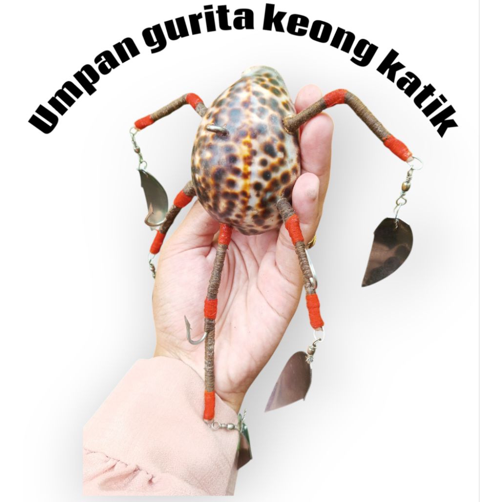 umpan gurita kerang kuwuk  katik prenium/keong cypraeidae