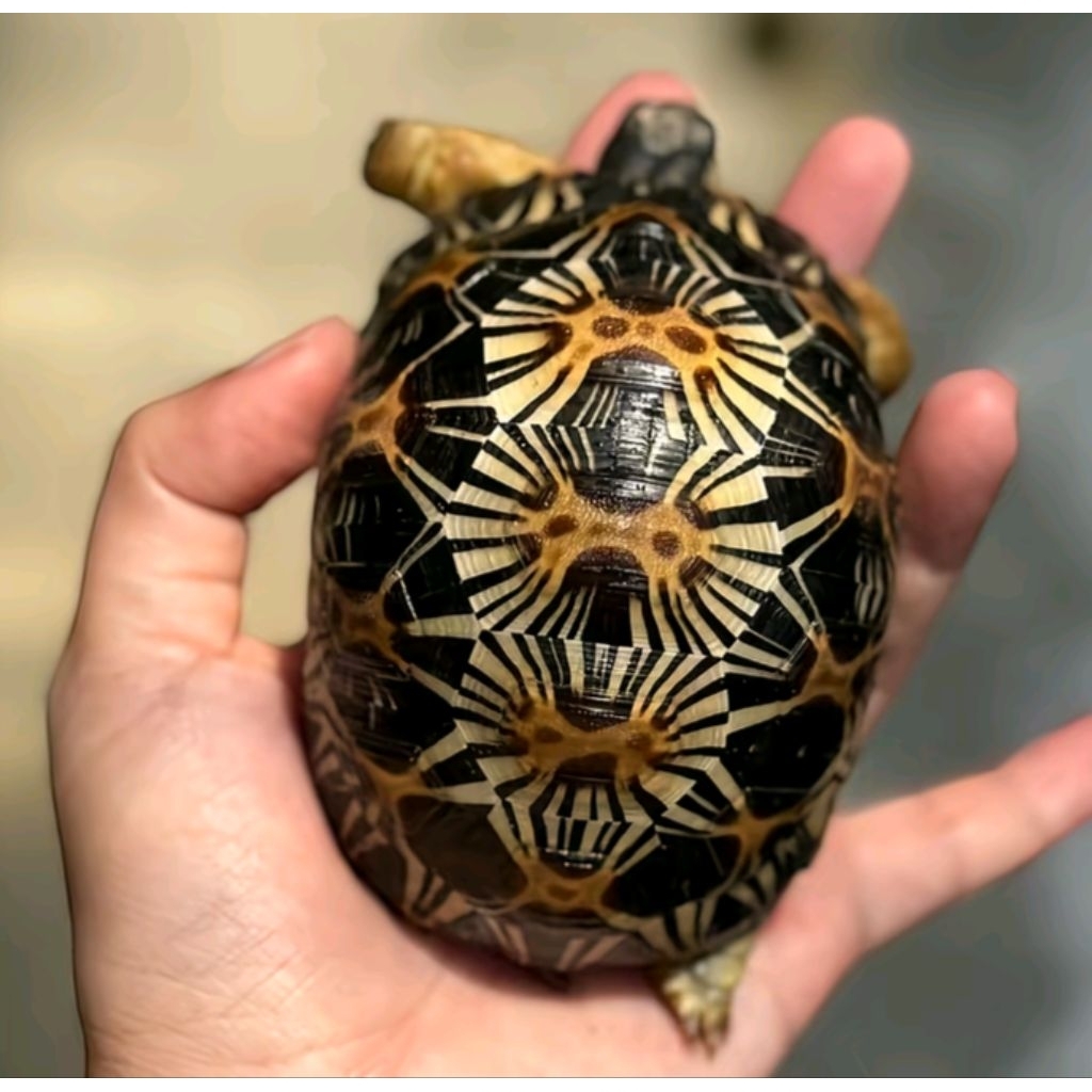 telur kurakura darat Radiata fertil original