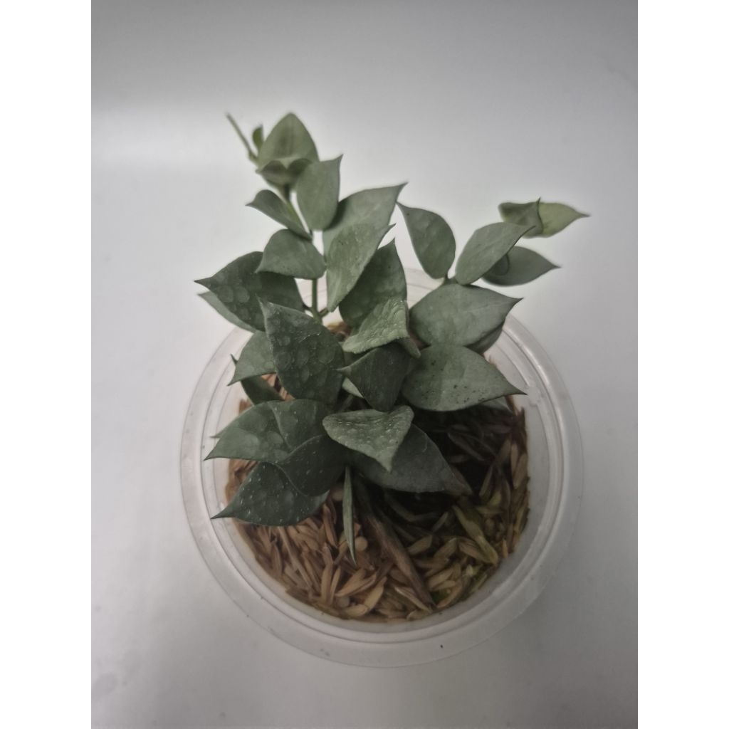 Hoya lacunosa melikan silver