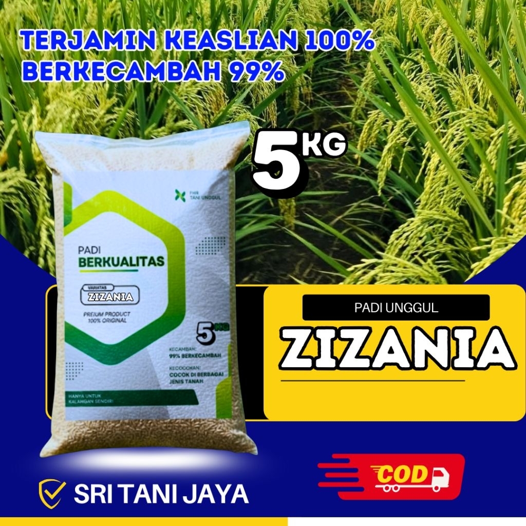 BENIH PADI UNGGUL ZIZANIA ORIGINAL 5KG
