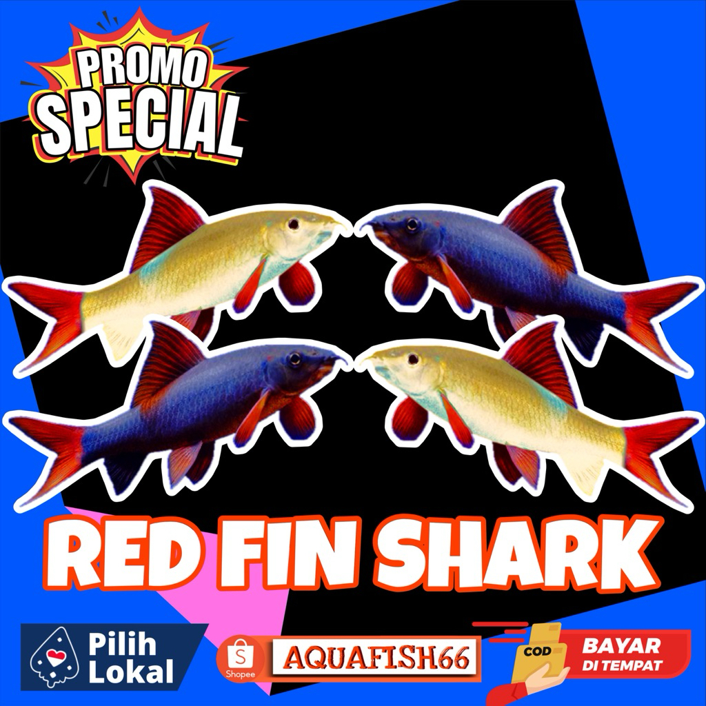 ALGAE EATER REDFIN SHARK ALBINO & BLACK SIZE M BERGARANSI