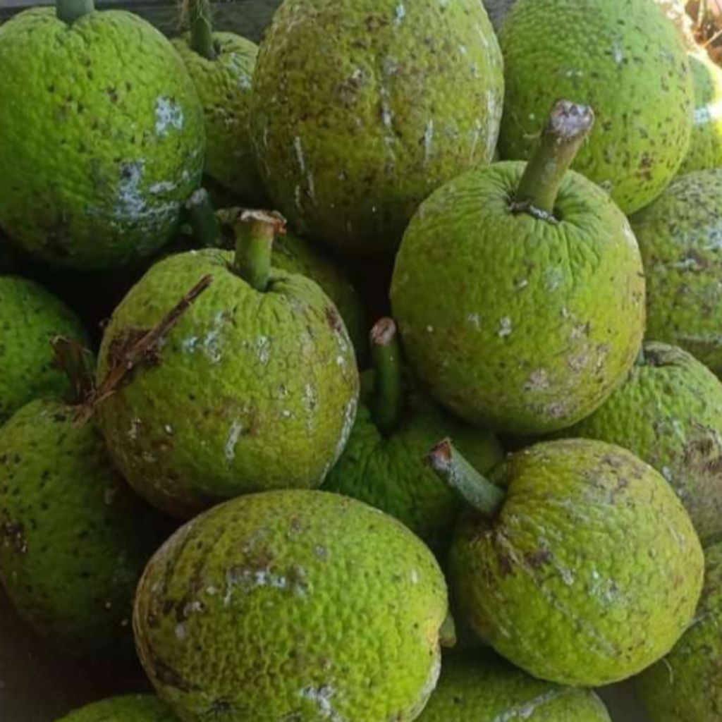 

BUAH SUKUN TUA FRESH ( 1 KG = 1 BUAH SUPER )LINK BARU