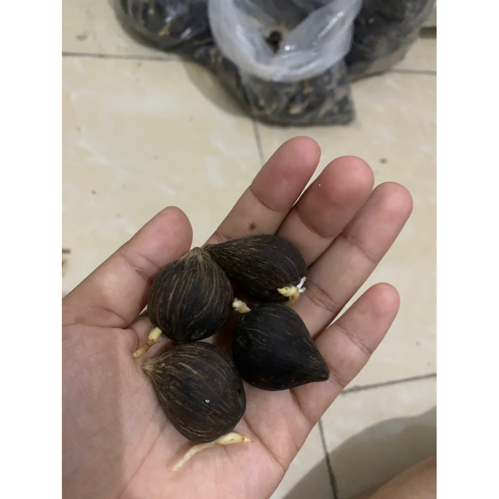 kecambah sawit biji besar POLOSAN (tanpa cap)