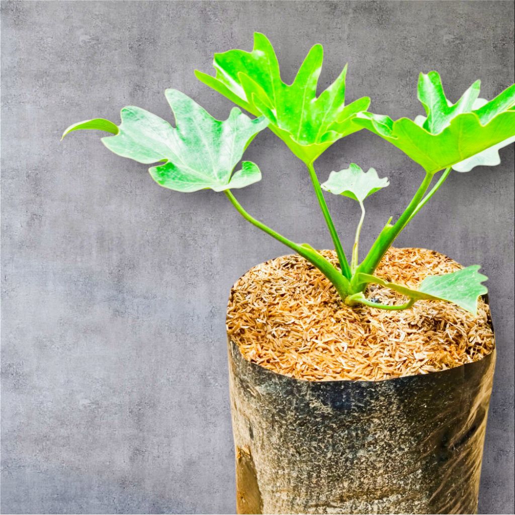 philodenron bifinatifidum / tanaman philo jari  rimbun besar