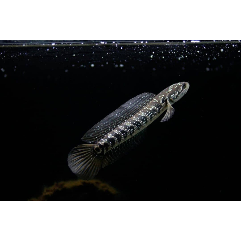 ASIATICA WS 20 CM GRADE A