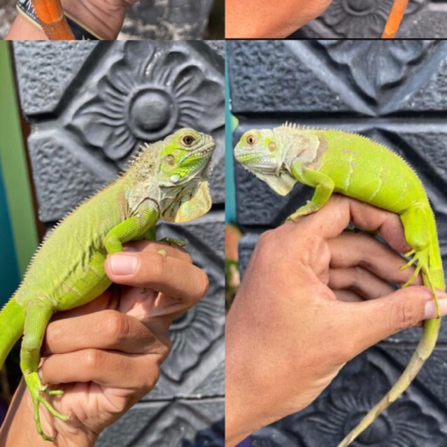 Koleksi sepasang green iguana juve josss -+ 45cm-55cm-65cm