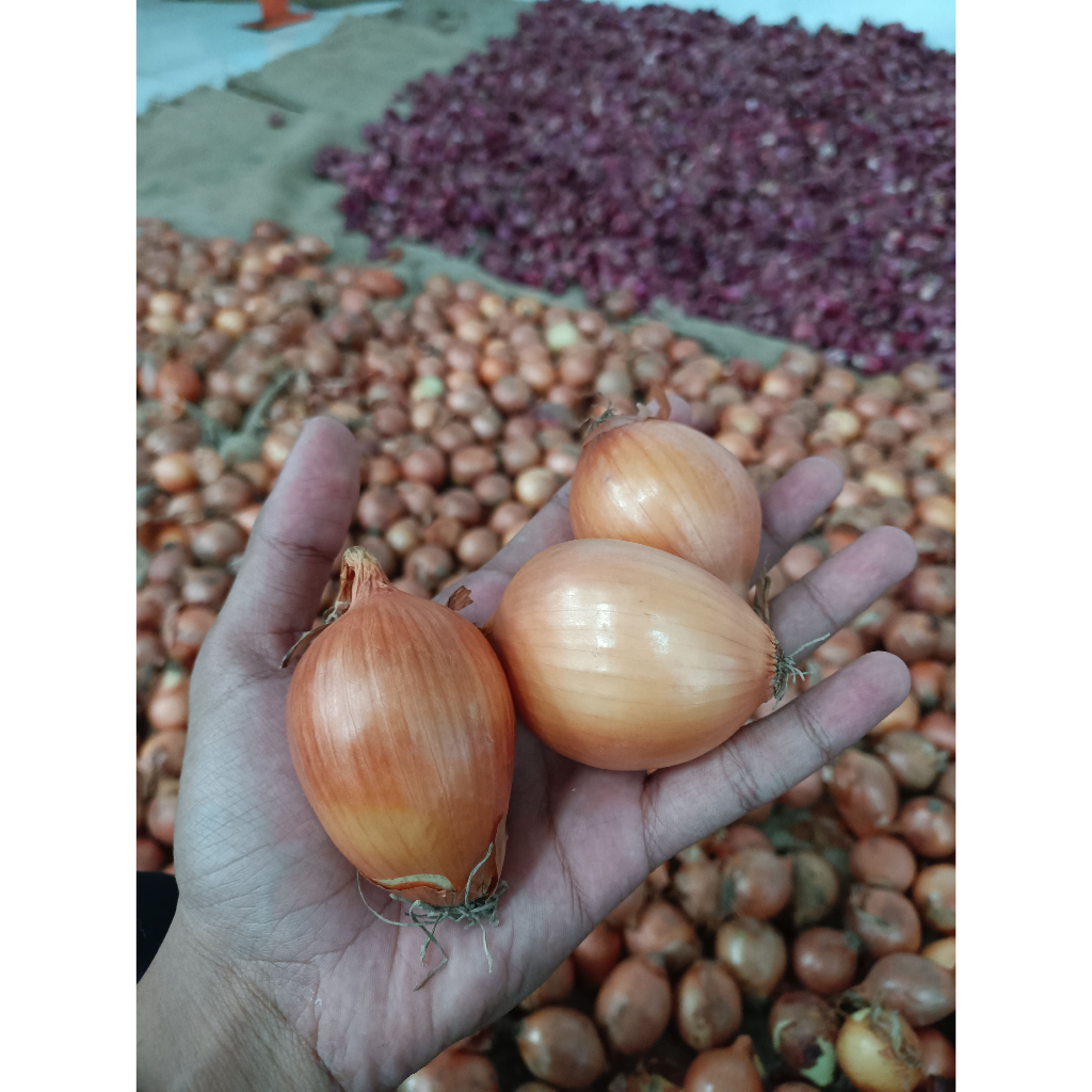

Bawang Bombay 1KG | Bawang Bombay Murah | Bawang Bombay Berkualitas